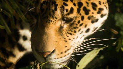 atropellaron-jaguar-riviera-maya