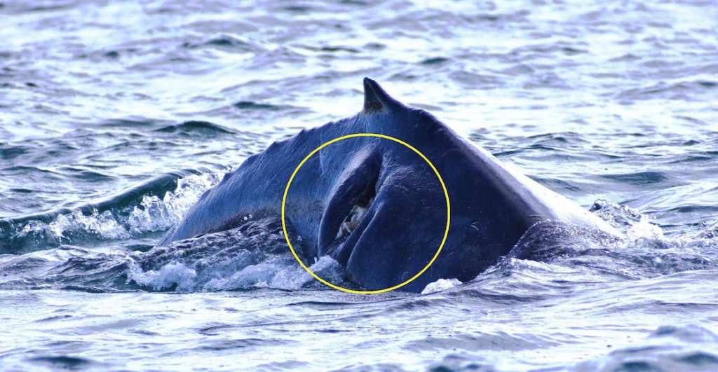 Una ballena herida luego de que un barco la atropelló.