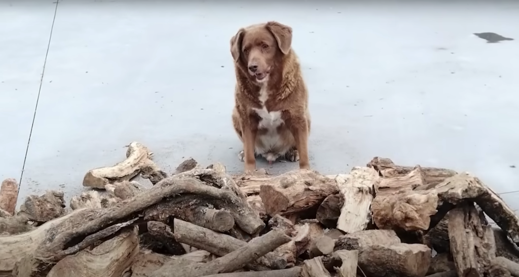 Bobi, el perrito más viejo de la historia según los Records Guinness