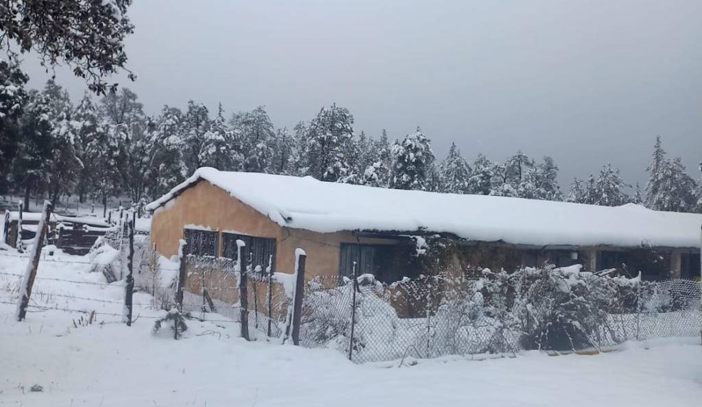 chihuahua-nieve-2-febrero