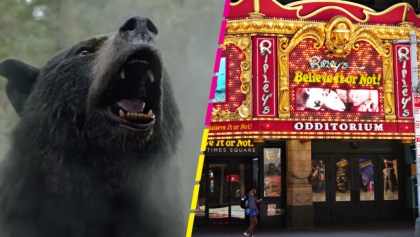 Increíble: El museo de Ripley busca comprar al 'Cocaine Bear' de la vida real