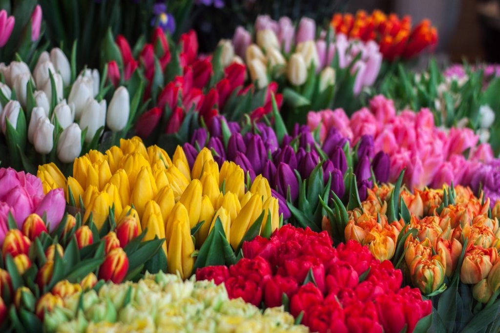 donde-comprar-tulipanes-cdmx-5-lugares