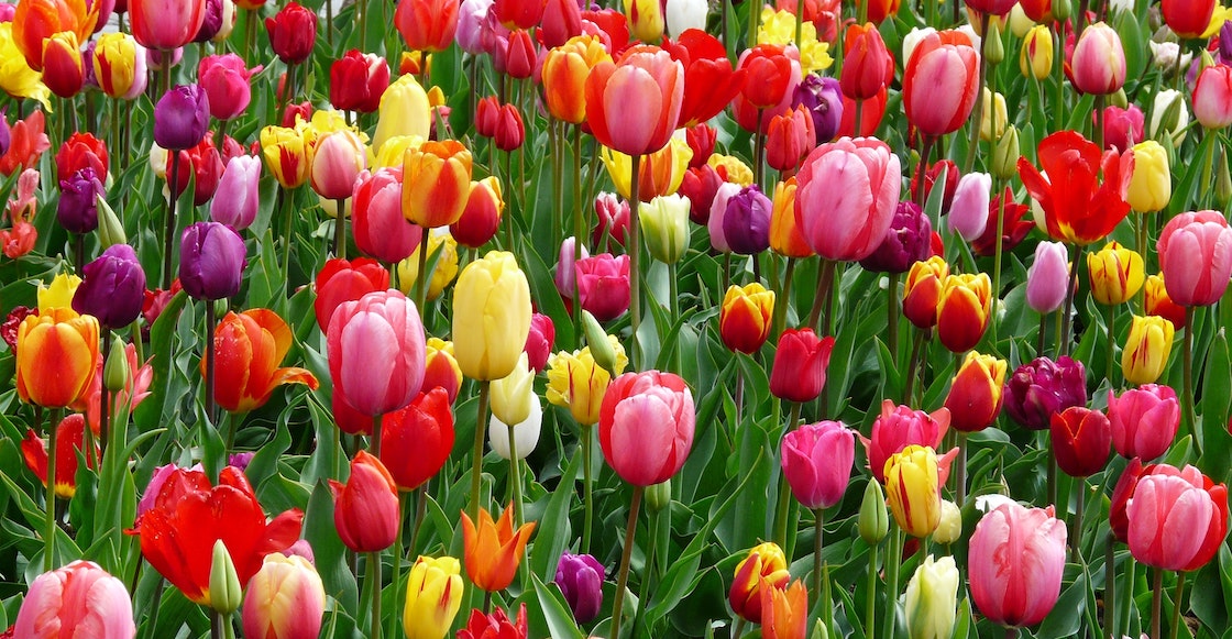 donde-comprar-tulipanes-cdmx