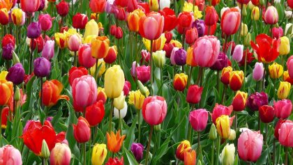 donde-comprar-tulipanes-cdmx