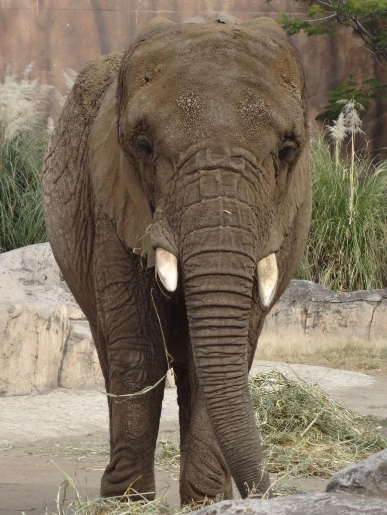 Ely, la elefanta.