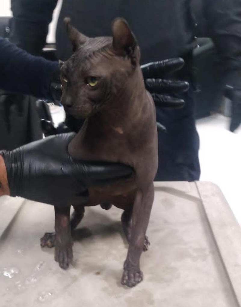 gato-tatuado-penal-ciudad-juarez