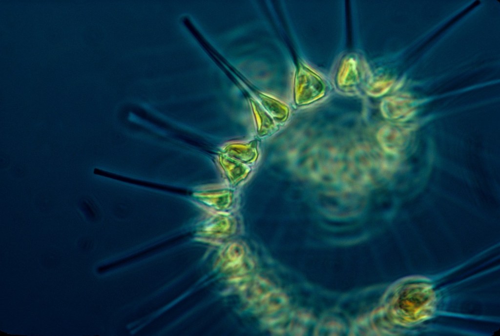 Esta solución, que parecería milagrosa, es traída a nosotros por el fitoplancton: un tipo de microorganismo que vive en la superficie de los océanos. 