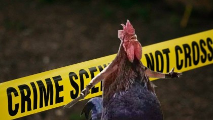 Un hombre en Irlanda murió por las heridas que le provocó un gallo.