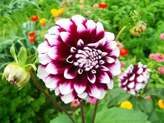 La dalia negra: La flor nacional que cautivó a Brian de Palma