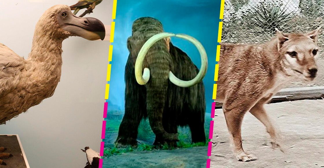 mamut-pajaro-dodo-tigre-tasmania-colossal