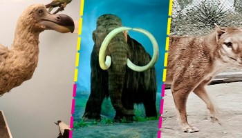 mamut-pajaro-dodo-tigre-tasmania-colossal