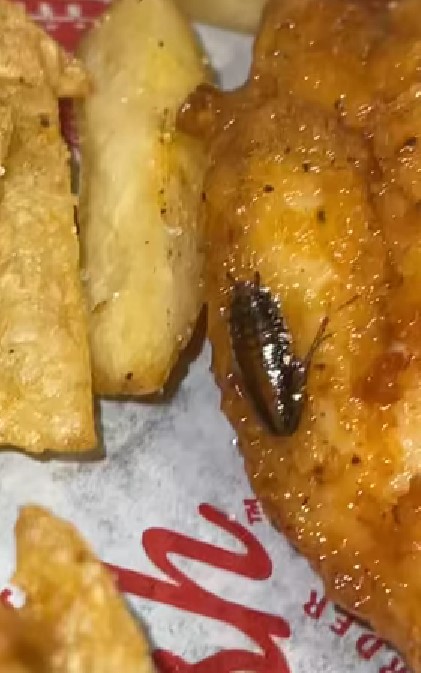Mujer encuentra cucaracha en su pollo frito