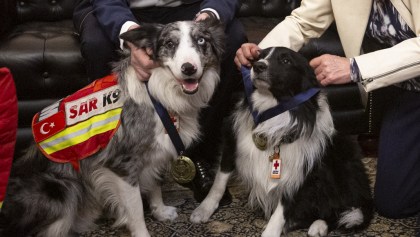 Los perritos Orly y Balam recibiendo una medalla en Querétaro
