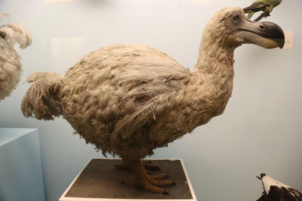 pajaro-dodo-extinto-proyecp