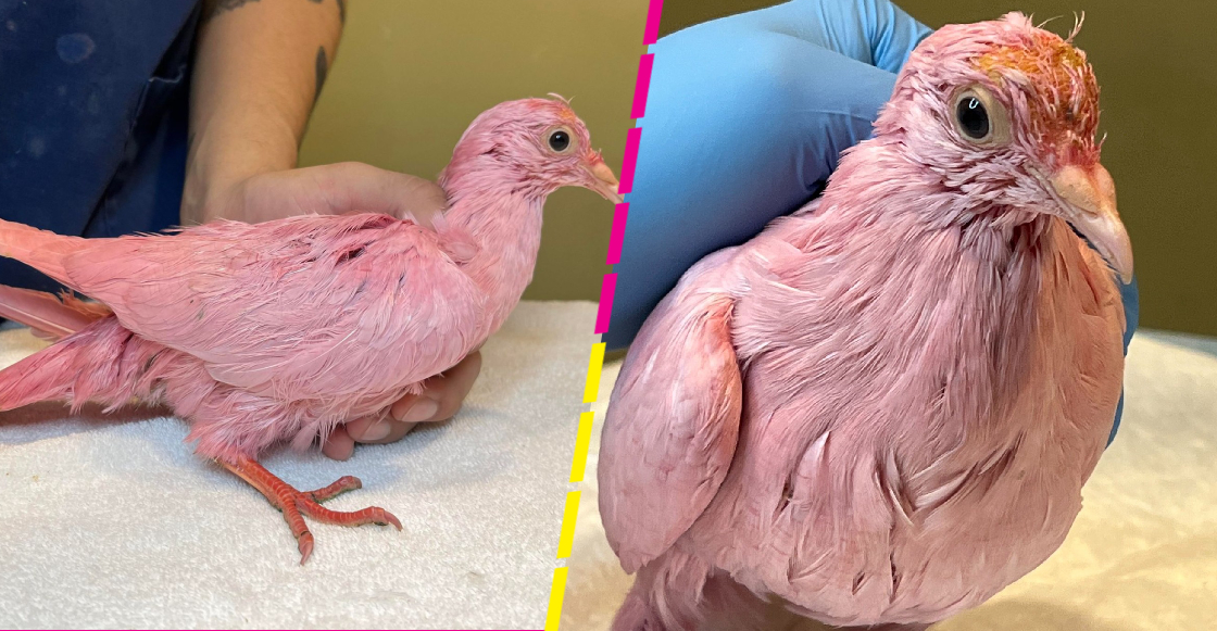 Pintan una paloma de rosa para fiesta de revelación de género