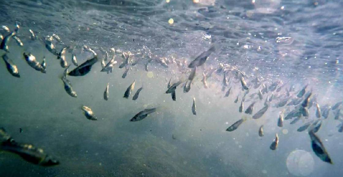 peces-movimiento-colectivo-investigacion