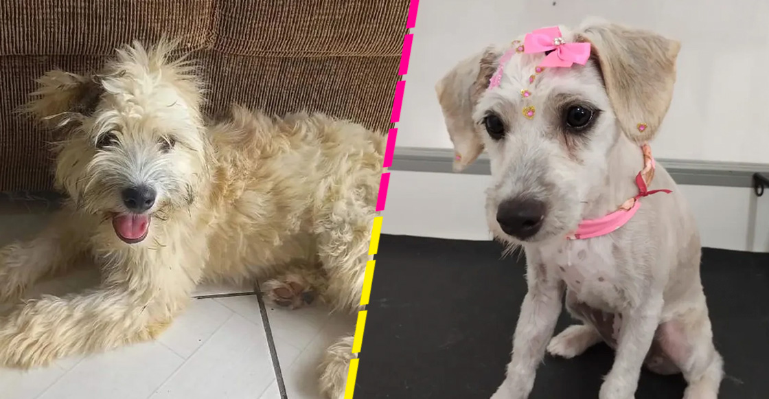 Como cuando compras un sillón usado y venía una perrita dentro de él