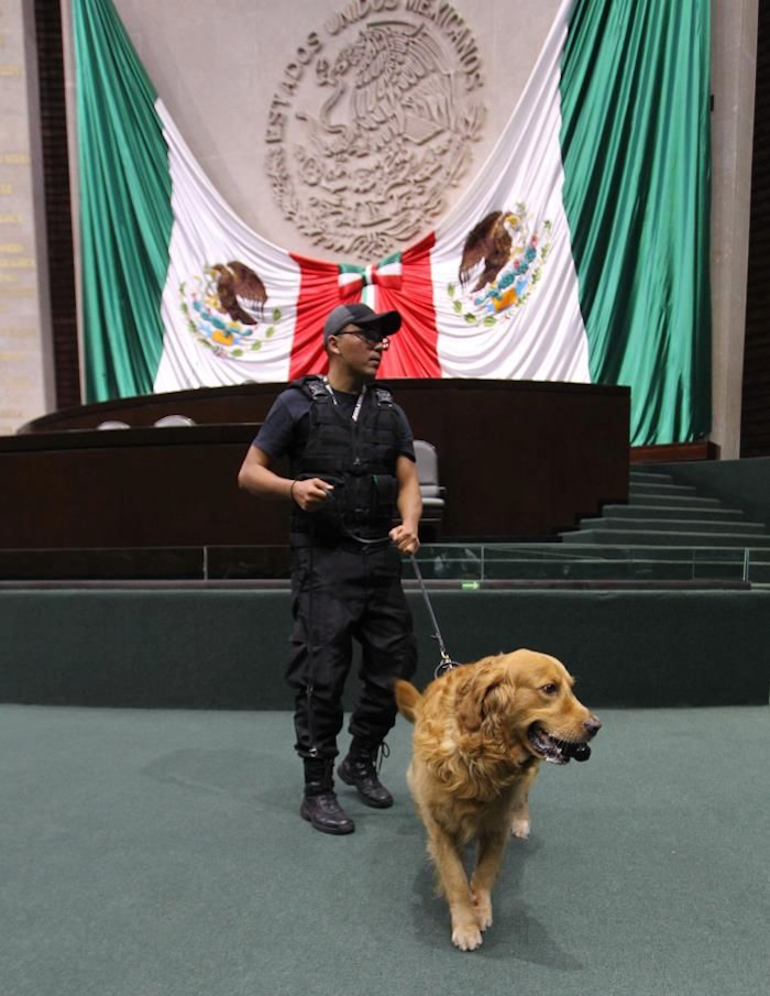 Un perrito de seguridad rastreando el pleno de la Cámara de Diputados