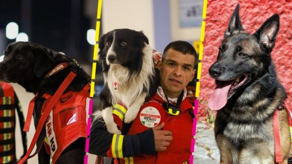 perritos-rescatistas-sre-turquia-ayuda-sismo