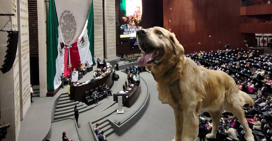 perro-lucas-camara-diputados-mexico