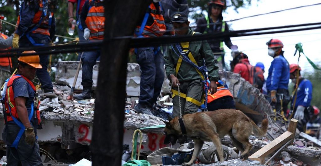 perros-rescatistas-sismos-desastres