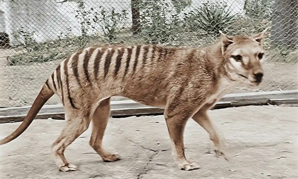 tigre-tasmania-proyecto
