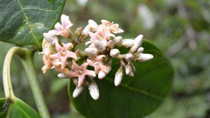 Así luce la nueva especie de planta que la UNAM descubrió en Oaxaca.