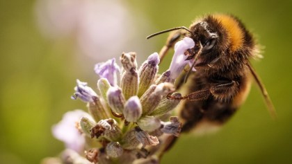 Descubrieron el lenguaje secreto de las abejas