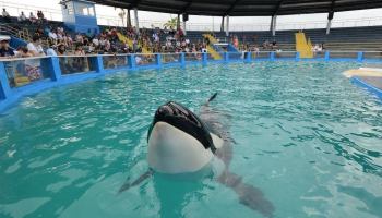 Lolita, la orca, será liberada