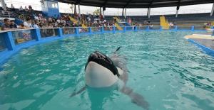 Lolita, la orca, será liberada