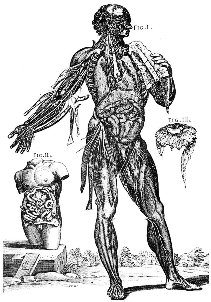 Anatomía humana.