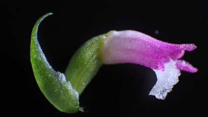 orquidea-nueva-especie-japon