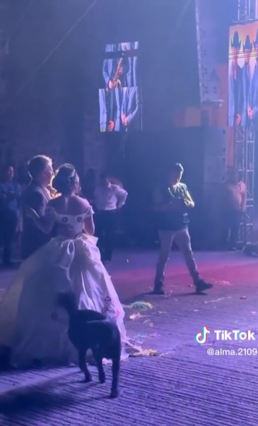 Perrito se cuela en fiesta de XV años y orina el vestido de la quinceañera