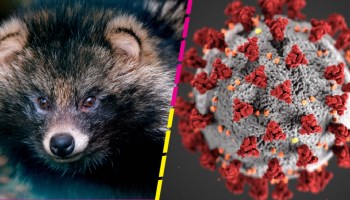 ¿Qué son los perros mapache y por qué son los nuevos ‘culpables’ de la pandemia de COVID-19?