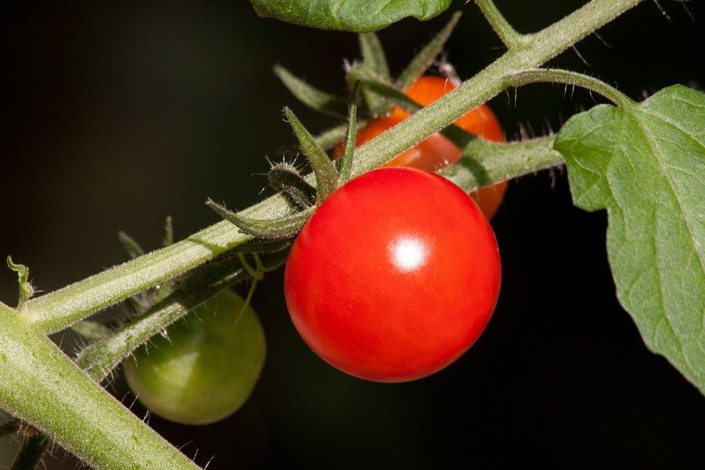 tomate-planta-estres-estudio