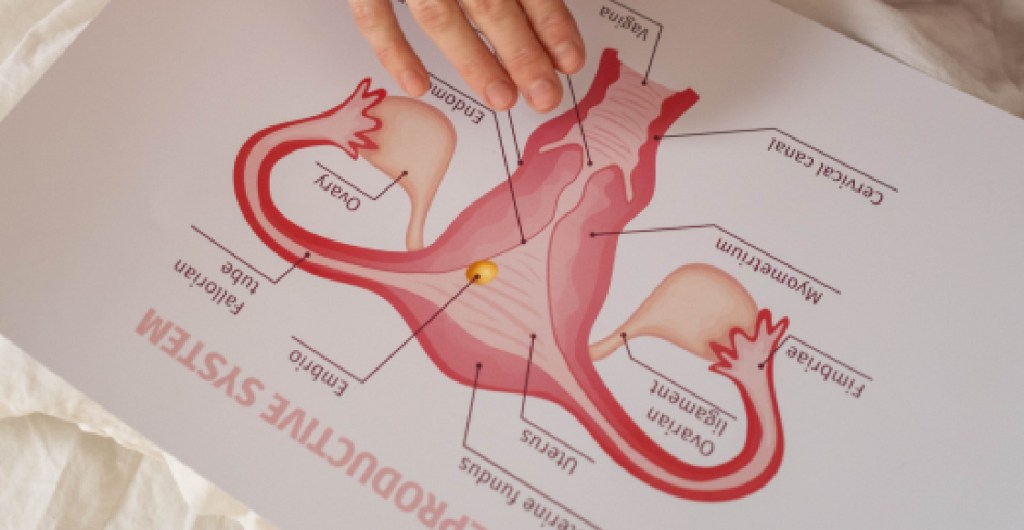 La ilustración del útero durante la menstruación