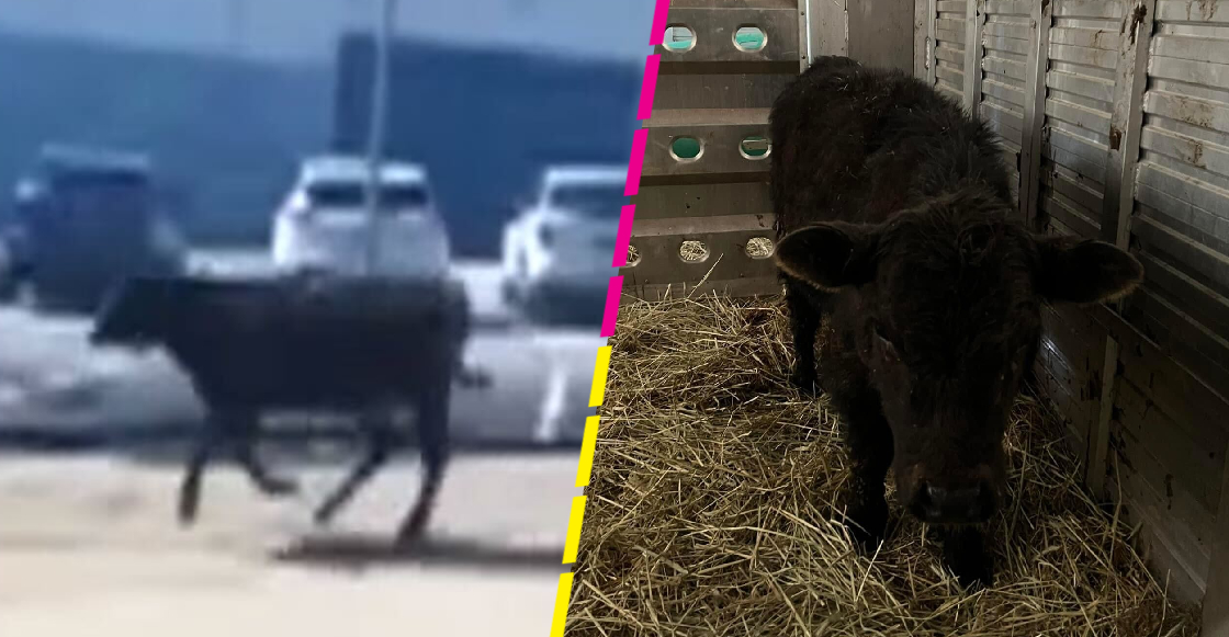 Una vaca escapó del matadero y ahora vivirá en un santuario