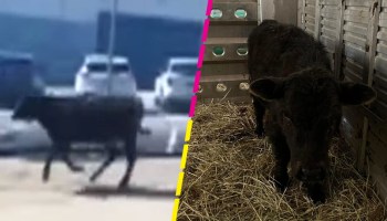 Una vaca escapó del matadero y ahora vivirá en un santuario