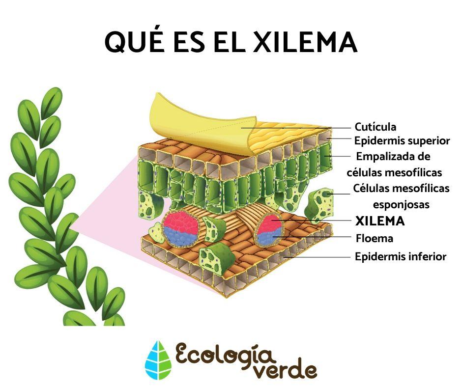 xilema-agua-plantas