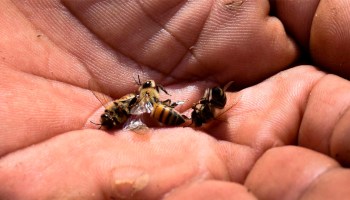 abejas-intoxicacion-masiva-campeche