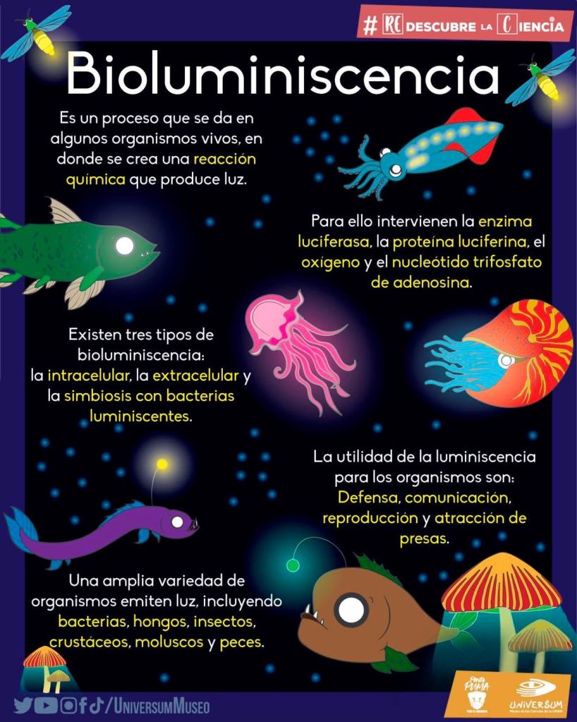 bioluminiscencia-luciernagas-explicacion