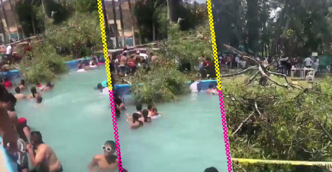 Video: Caída de árbol en balneario de Guanajuato