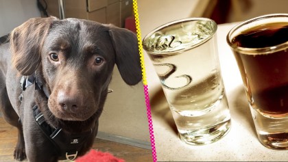 Coco, perrito que fue rescatado de su adicción al alcohol