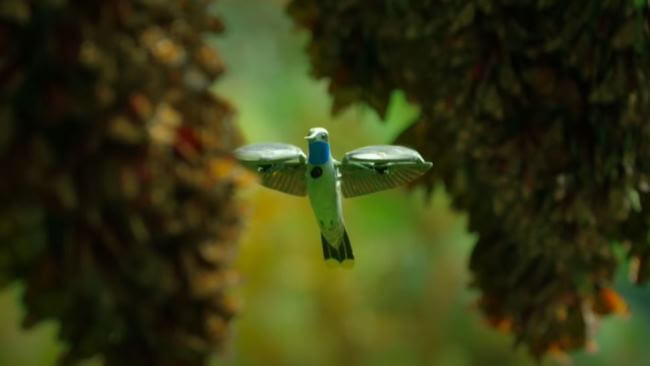 Dron (en forma de colibrí) capturó el vuelo de mariposas monarcas
