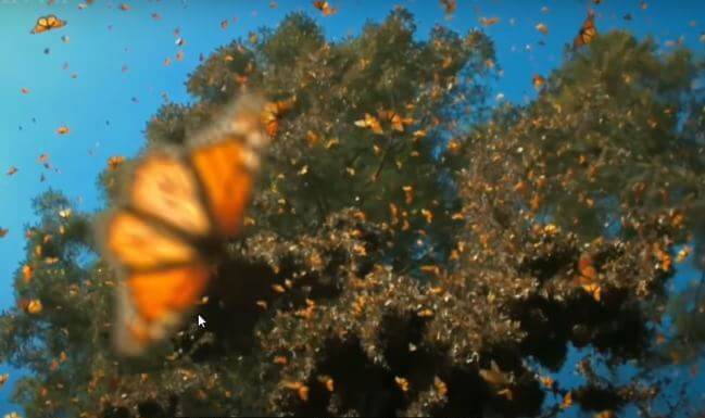 Dron (en forma de colibrí) capturó el vuelo de mariposas monarcas