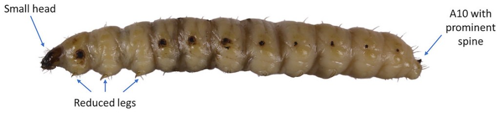 Gusanos del mezcal son larvas de polillas