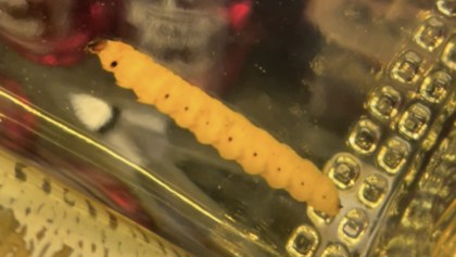 Gusanos del mezcal son larvas de polillas