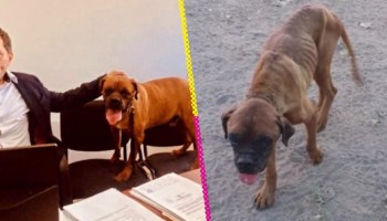 La historia de "El Chato!, perrito que participó en el juicio contra su exdueña por maltrato
