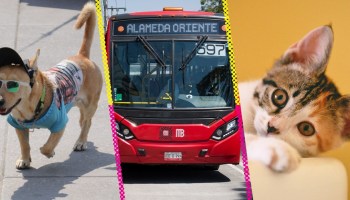 metrobus-cdmx-unidades-gatitos-perros
