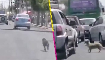 Mujer deja dos perritos abandonados en plena carretera de Guadalajara